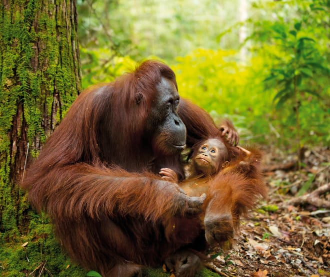 Orangután con su cría