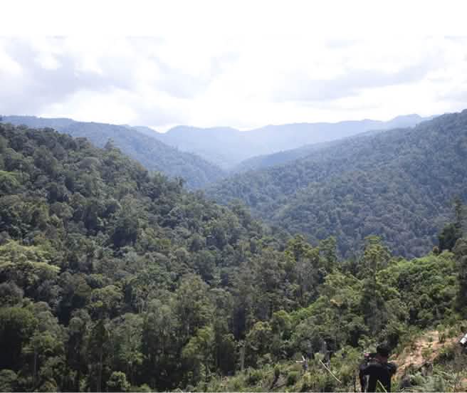 Vista de la selva tropical desde lo alto