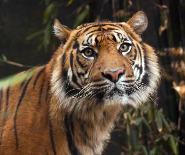 Tigre de Sumatra (Panthera tigris sumatrae)