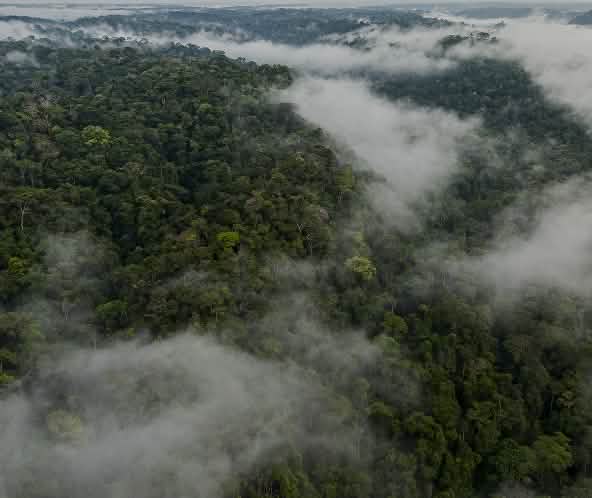 Vista aérea del Parque Nacional Yasuní con niebla