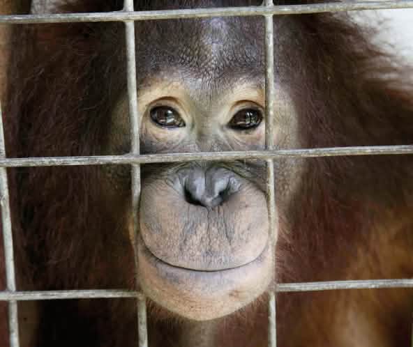 Orangután mirando a través de los barrotes de una jaula