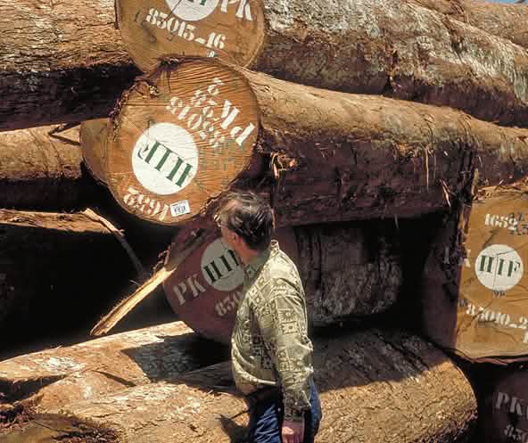 Hombre delante de troncos apilados de madera tropical