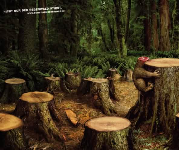 No sólo muere la selva