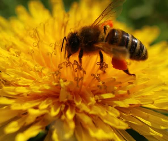 Abeja en flor