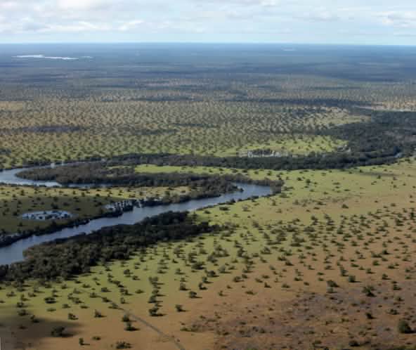 El cerrado de Brasil, vegetación y río, a vista de pájaro.