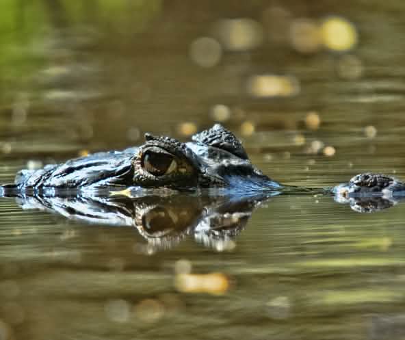 Cocodrilo parcialmente sumergido en el río Orinoco, Venezuela