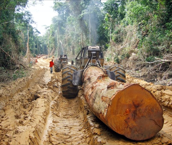 Tronco de un árbol tropical gigante arrancado por un tractor maderero en la selva en África Central