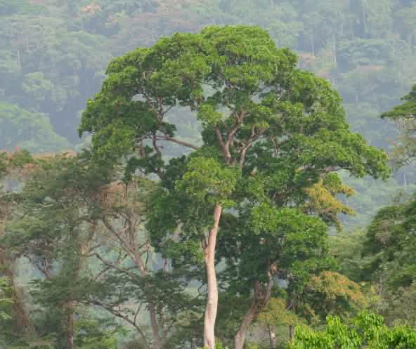 Selva tropical de Nigeria