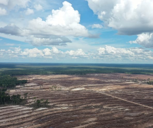 Destrucción de las selvas tropicales en Borneo