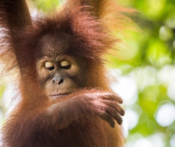 Orangután de Sumatra (Pongo abelii)