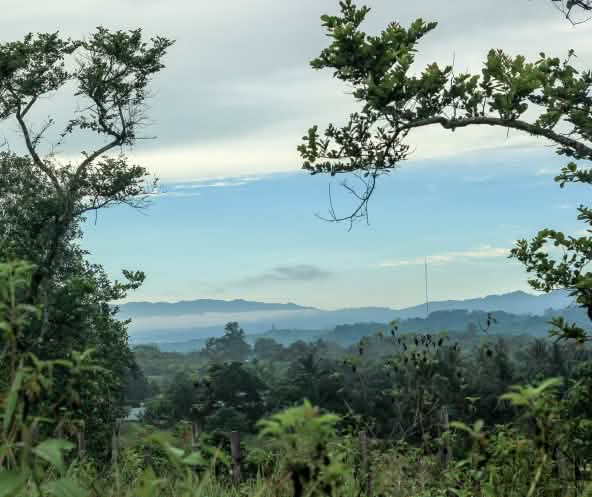 Vista general de la reserva Natural de Morowali