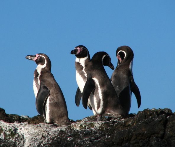Pingüinos Humboldt en Chile