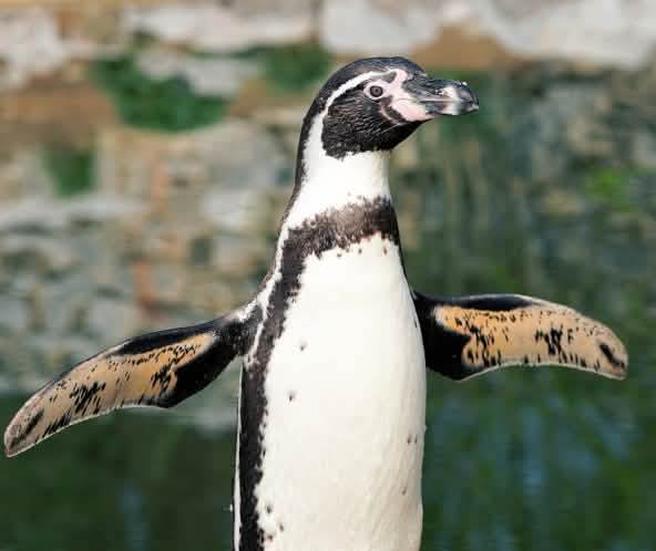 Pingüino Humboldt