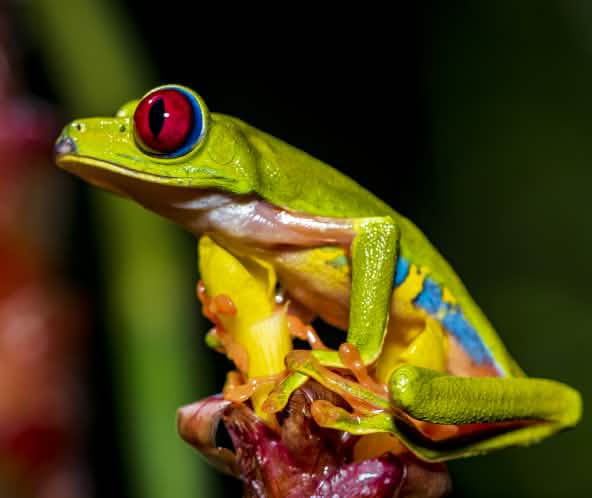Una colorida rana verde de ojos rojos está sentada sobre una flor