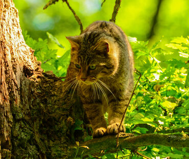 Gato montés europeo