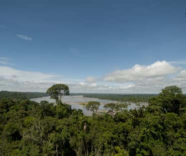 Vista elevada del bosque y río en el Parque Nacional Yasuní