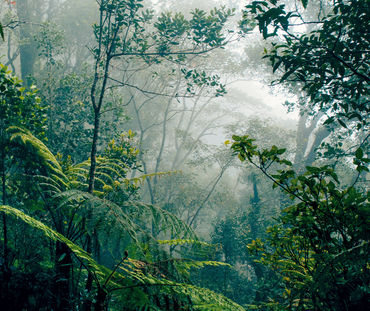 Selva tropical en Borneo