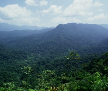 Bosque de los Chimalapas en México