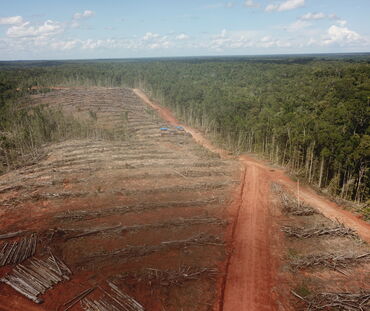 Deforestación en Papua para establecer una plantación de palma aceitera