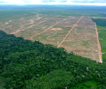 Vista aérea: tala de selva para plantación de palma de aceite en Perú