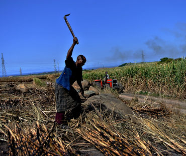 Trabajador en una plantación de caña de azúcar