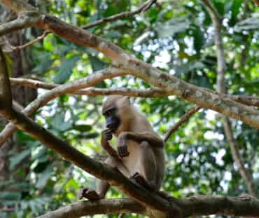 Un primate sentado sobre una rama