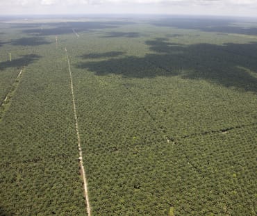 Vista aérea de plantaciones de aceite de palma