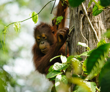 Orangután de Borneo