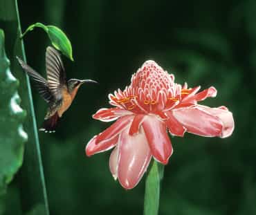 Colibrí