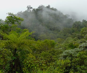 Bosque Protector Los Cedros, Intag, provincia Imbabura, Ecuador