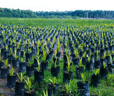 Plantación de palma aceitera en Borneo, Indonesia