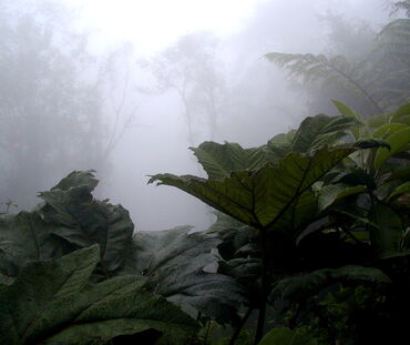 Bosque nublado en la región de Intag, norte de Ecuador