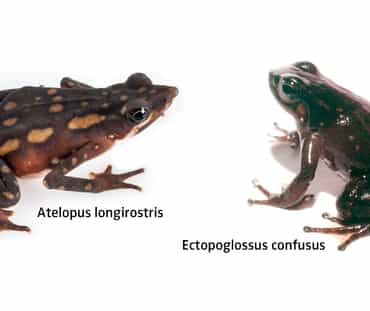 Especies de rana Atelopus longirostris y Ectopoglossus confusus