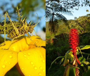 Collage especies Los Cedros