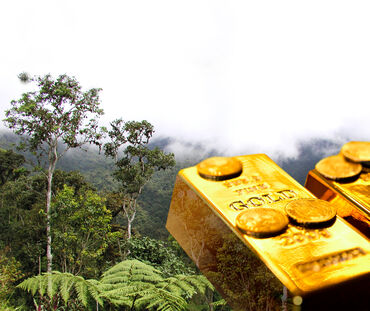 Oro de la selva