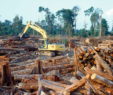 Tala de la selva con maquinaria