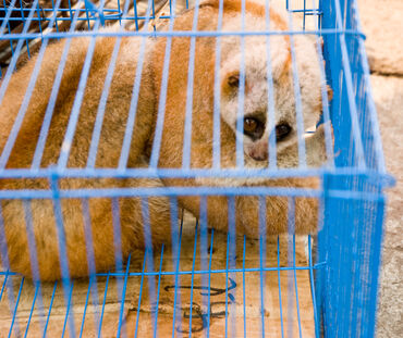 Loris en un mercado en Myanmar