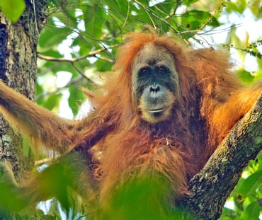 Pongo tapanuliensis