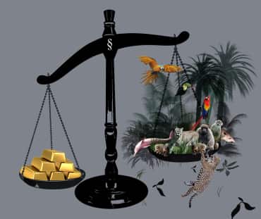 Balanza en la que se sopesa el oro frente a la selva, la cual sale perdiendo