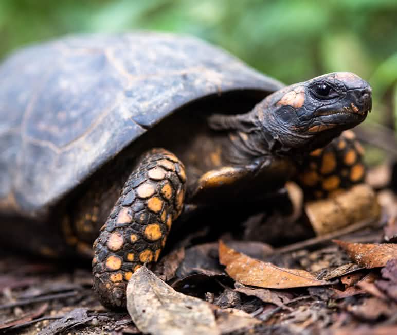 Las tortugas de bosque se alimentan de hojas y frutos Tortuga de bosque (Chelonoidis denticulatus)