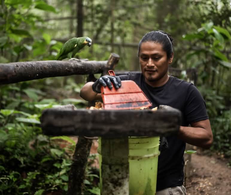 Trabajando en AmaZoonico para los animales reintroducidos en la selva tropical Un trabajador de AmaZoonico limpia un comedero para animales situado en una pequeña plataforma de madera en la selva tropical bajo la mirada de un loro verde