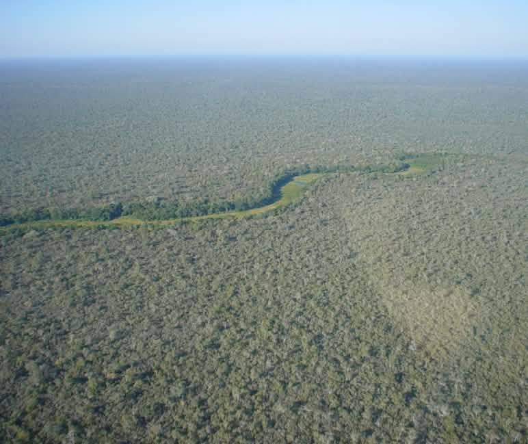 Vista aérea del bosque del Chaco paraguayo
