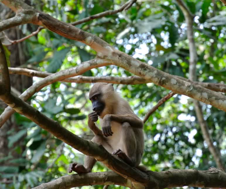 Selvas tropicales intactas son hogar de innumerables especies, muchas aún desconocidas por la ciencia. Un primate sentado sobre una rama