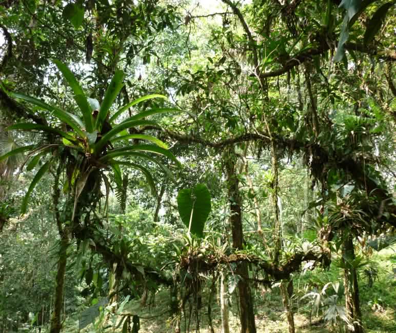 Epifitas en la selva ecuatoriana
