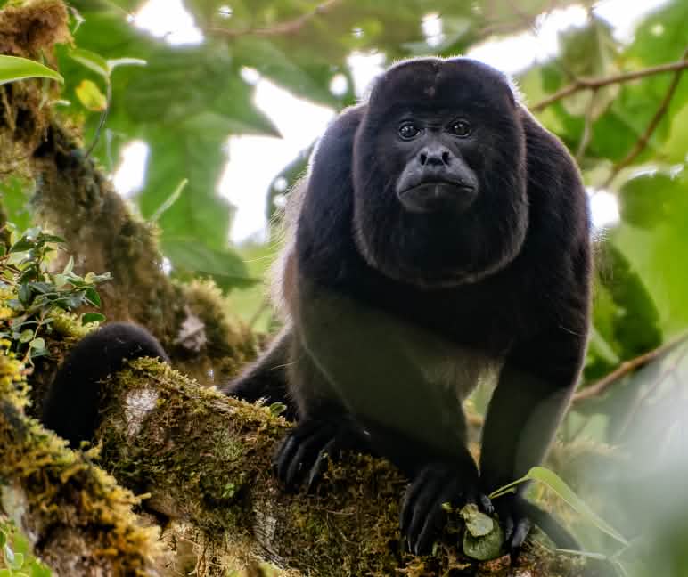 Mono aullador (Alouatta palliata) Mono aullador (Alouatta palliata) en un árbol