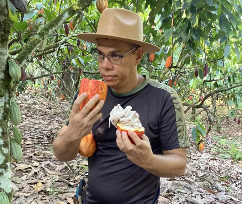 Los habitantes del asentamiento Terra Vista cultivan cacao a la sombra de los árboles en la selva tropical Un hombre huele un fruto de cacao abierto en un campo experimental de cultivo de cacao en sombra, en la selva tropical