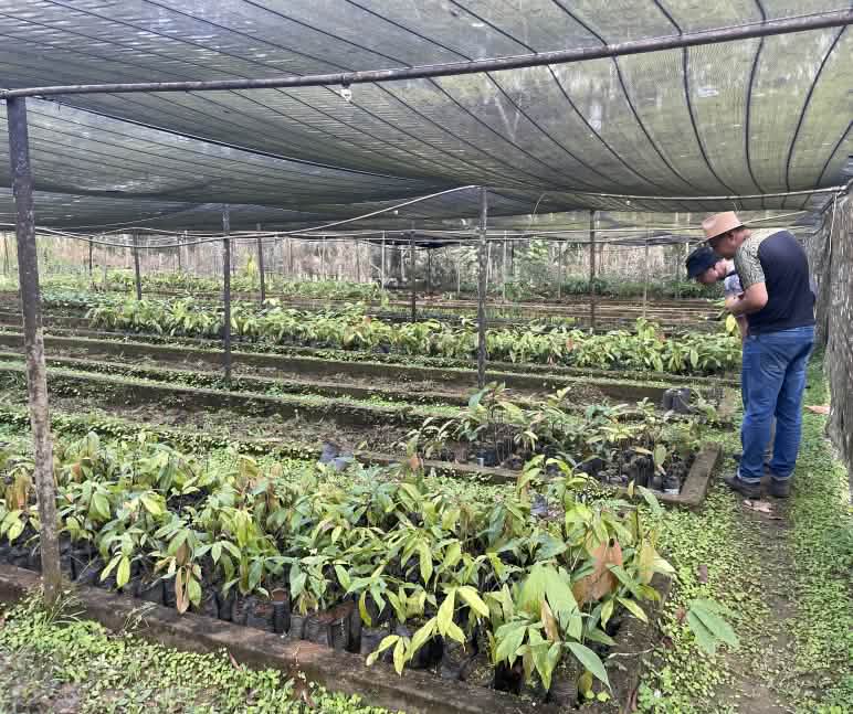 Cultivo de plantones de árboles y palmas para reforestar Vivero con plantas de cacao y de otras especies en el asentamiento Terra Vista, Bahía, Brasil