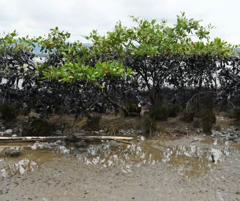 La playa Las Piedras fue una de las afectadas Vista detallada de la contaminación en la playa Las Piedras, en Esmeraldas, Ecuador, tras la rotura del oleoducto SOTE