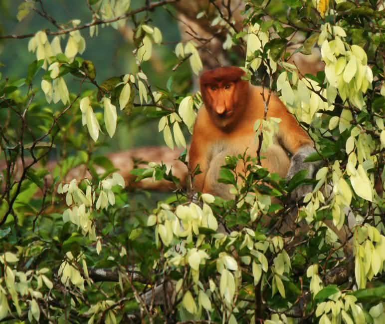 ...a la naturaleza Mono narigudo en un árbol