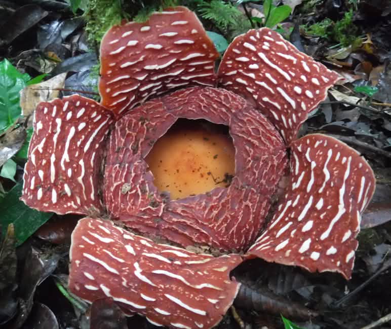 La Rafflesia, flor más grande del mundo Flor de rafflesia, la flor más grande del mundo, en primer plano